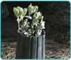 SBNFA Gallery Image 02