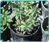 SBNFA Gallery Image 03